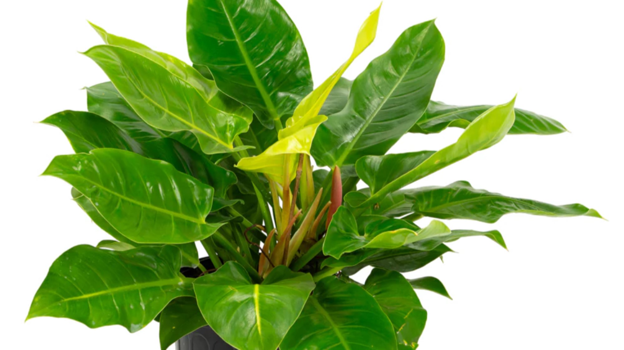 Philodendron Imperial Green 2000x1125